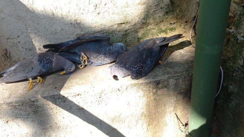 The sight was a concern for the resident whose garden they were found in, as there seems to be no apparent reason for the deaths.