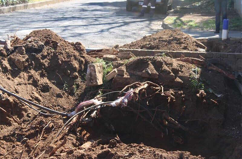 Residents endure frustrations following a mature tree's roots damaging critical power infrastructure.