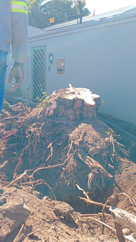 A tree has become the epicentre of frustration as East Town residents face a prolonged power outage.