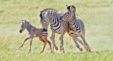 Stallion kills foal