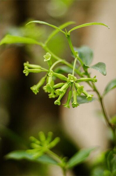 Linda Pera shares some of the plants she has grown to love in her garden.