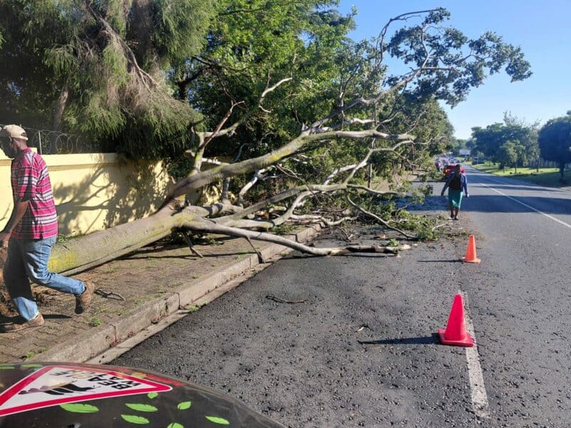A spike in fallen trees has kept Beagle Watch patrol teams busy, triggering safety concerns.