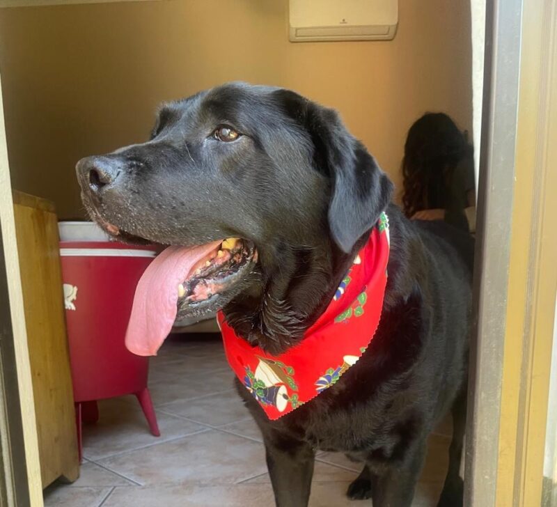 The company’s K9 recovery teams were kept busy. In December alone, 60 dogs were collected, with 53 successfully reunited with their owners.