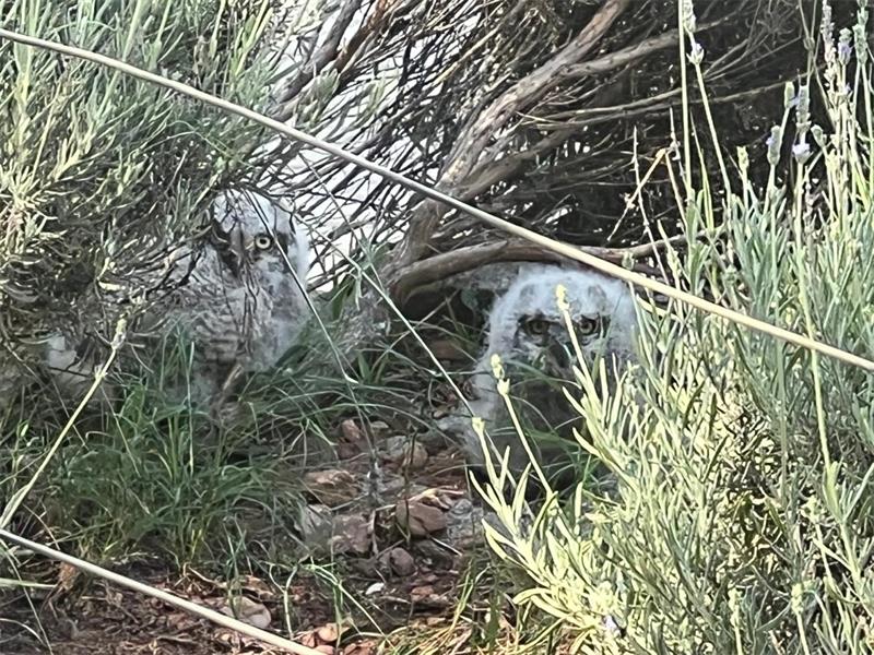 Seen by the homeowner as a blessing, the owls' presence makes him feel honoured