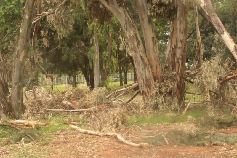 Weeks after a February 2 storm, large sections of the cemetery remain uncleared, raising safety concerns and limiting access to graves.