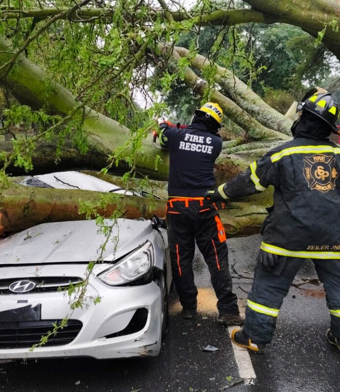 A driver escaped unharmed after a tree fell onto his car on April 24.