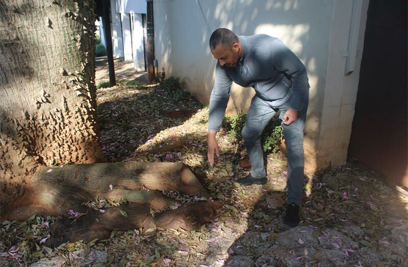 The planned removal of four large Kapok trees in Melville has drawn attention to the city's growing urban forestry challenges, where ageing trees, damaged infrastructure, and public safety concerns are increasingly colliding in older suburbs.
