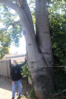 Albertsville resident Alex Voxcroft stands next to the kapok tree near his house on June 7, 2026. Photo: Waydon Jaco