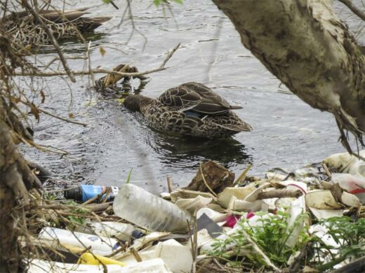 A duck swims in a polluted river. Photo: Supplied
