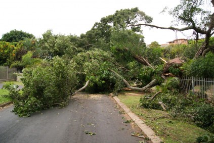 The fallen tree that blocked Hillary Drive earlier today.