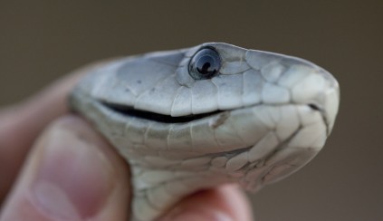 A bite from a black mamba is almost always fatal. Photo: Shutterstock.