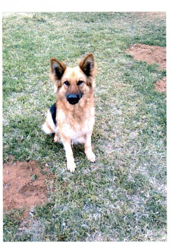 Bella when she was alive.
