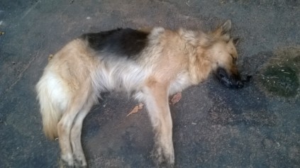 Bella the German Shepherd lies dead, after she was poisoned in the Salisbury Road driveway.