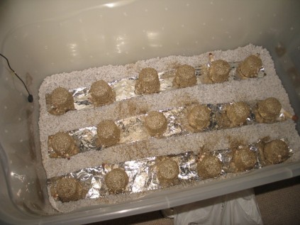 Chemicals used to grow magic mushrooms.