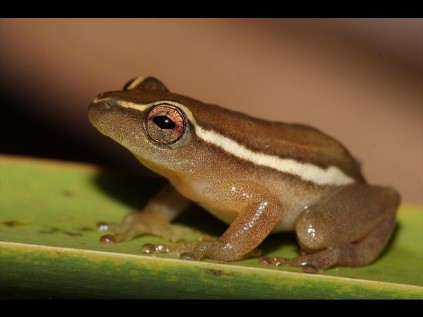 A male Pickersgill Reed frog.