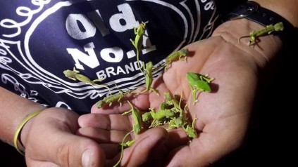 Baby flap-necked chamelions found at Rain Farm.