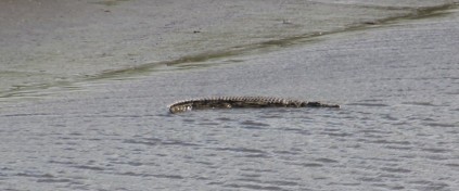 Reader Oltman Botha spotted two crocodiles while driving over the M4 bridge at the Tongaat River a fortnight ago. Oltman took photos of the first one, not realising there was a second one further upstream. Soon after this picture was taken, the crocs disappeared into the water.