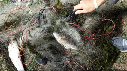 A variety of fish was found trapped in illegal nets in the river.