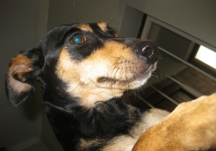 Lisa is shy but good natured.
