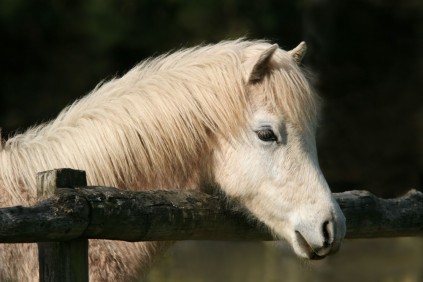 Meet the beautiful miniature ponies at Burndale. Photo: File image.