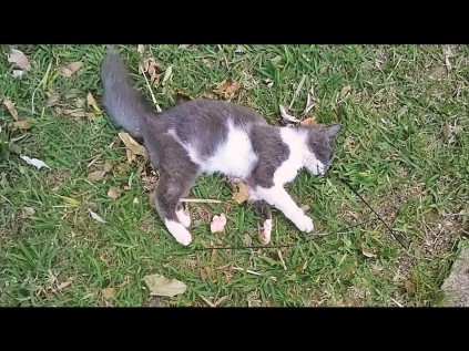This 10-month-old male cat was found a short distance from the poisoned sausage.