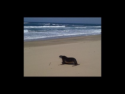 Sammy headed straight for the water as soon the door of his transfer crate was opened.