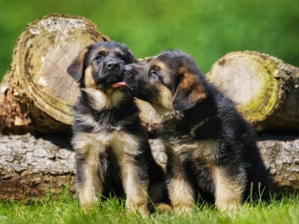 Dog training.