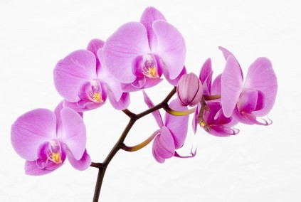 Photo: Stock image