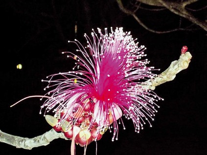 A blossom of the Shaving Brush tree.
