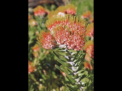 Pincushions do well in areas with good drainage.