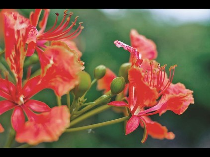 The radiant Flamboyant.