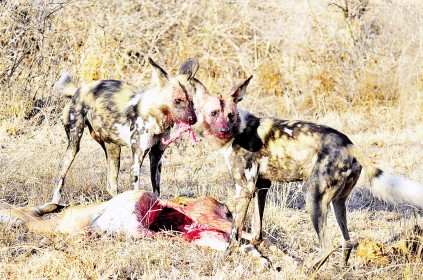 Wild dogs gulping down an impala.