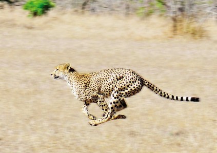 My prize photo of the male cheetah at full speed - one of the most thrilling sights of Africa.