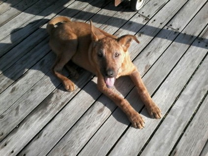 Diesel is looking for a furever home.
