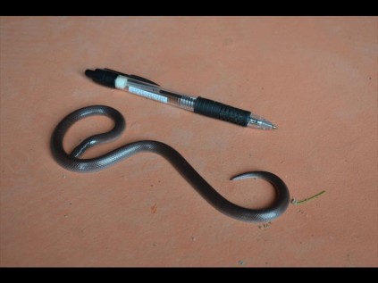 The Stiletto snake that bit Kira Gibbons was small and she mistook it for a mole snake.