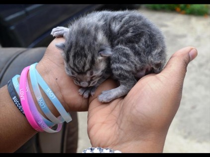 Meet Maxi, born on November 4, one of four kittens and absolutely tailless. Mother cat, Panda, loves Maxi equally and owners Vani Ruthnam and her daughter, Kaylene Ruthnam are very proud to welcome this tailless cutie to the family.  