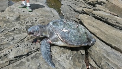 The washed up turtle unfortunately died.