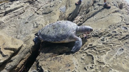 The turtle died after it washed up on the rocks.