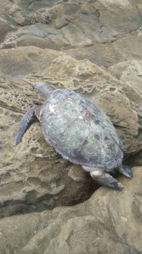 It was quite a big turtle that landed on the rocks.