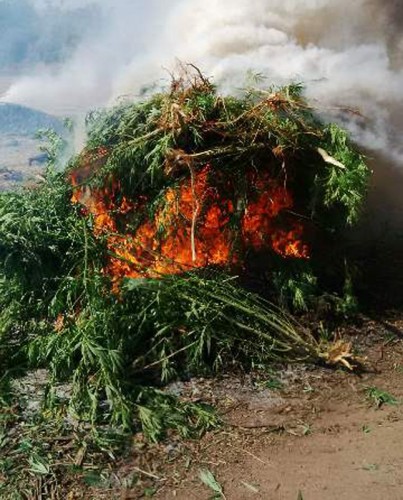 Destroying the dagga trees. Photo: RUSA