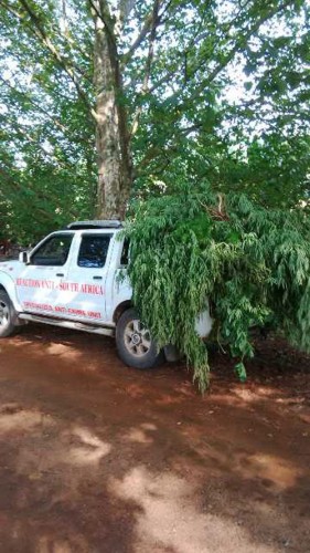 The dagga trees that was cut off at the plantation. Photo: RUSA