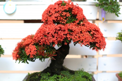 Bonsai trees come in so many different incredible varieties.
