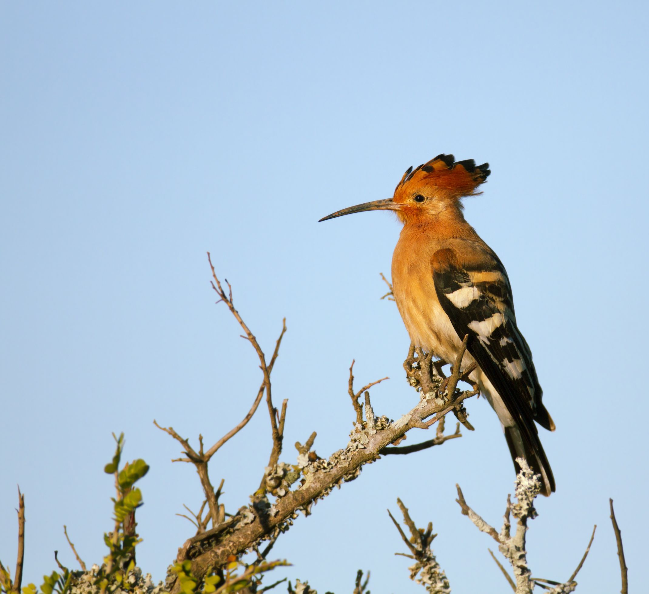 African.Hoopoe.stock