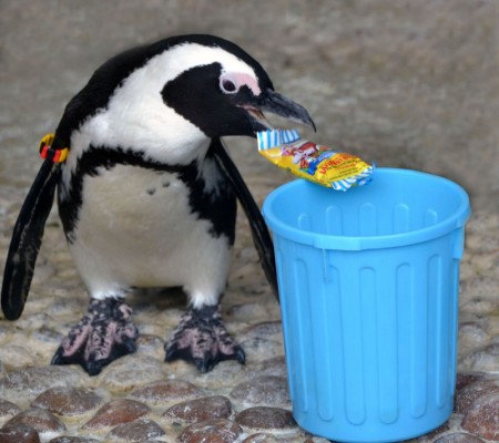 Kola the penguin shows that you must please throw away all the Easter egg wrappers!