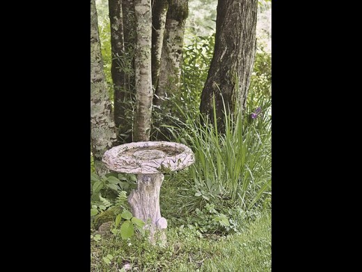 Creating a natural, shady habitat, with grasses and indigenous shrubs coupled with a bird bath to attract some insects is a great habitat for chameleons.