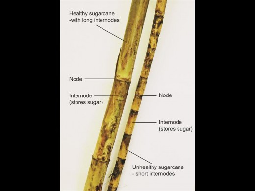 This picture shows the difference between healthy cane and cane that grew under dry conditions.