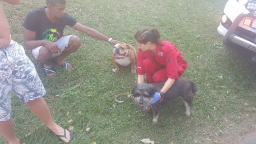 Two happy uninjured dogs. Photo: IPSS Medical Rescue