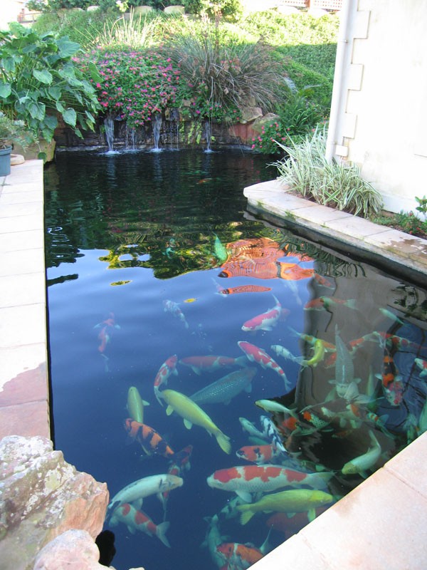 Harry Beck's koi pond in Ballito.