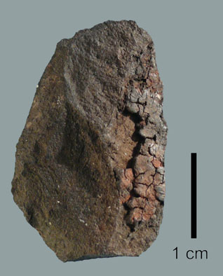 Sibudu flake with ochre and casein from 49000 year old MOD layer. Photo: Wits University