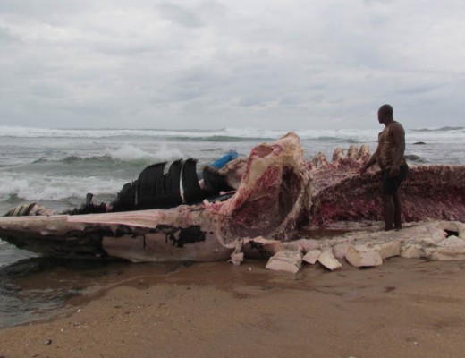 Locals have taken lots of meat from the whale. Photo: Cliff Hatt